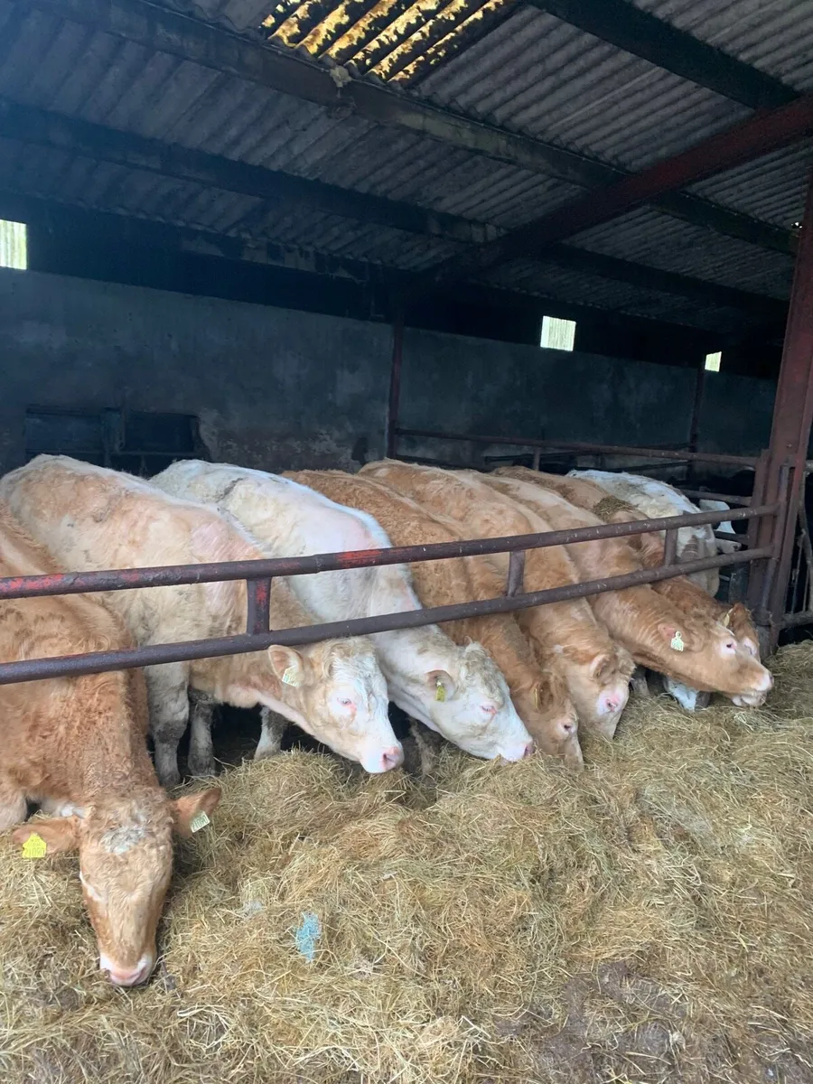 8 Top Quality CHX Heifers for sale - Image 1