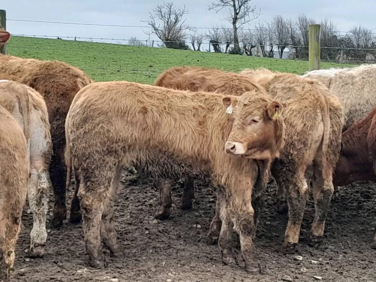 18 Smashing Charlaois bullocks - Image 1