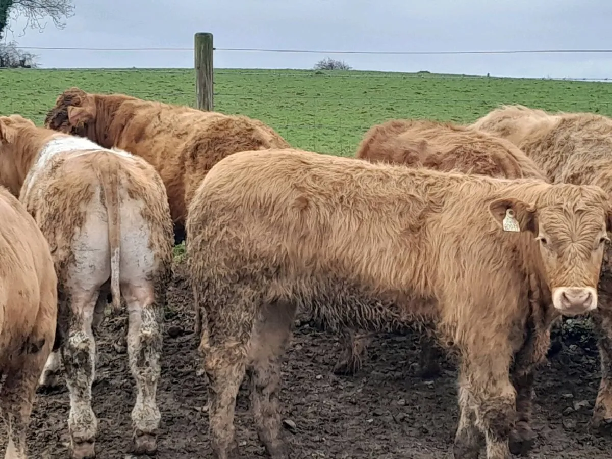 18 Smashing Charlaois bullocks - Image 2