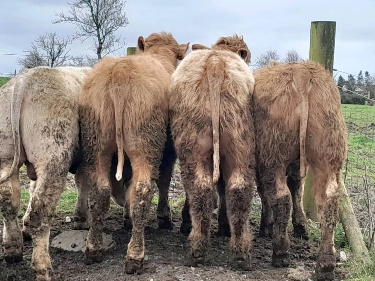 18 Smashing Charlaois bullocks - Image 3