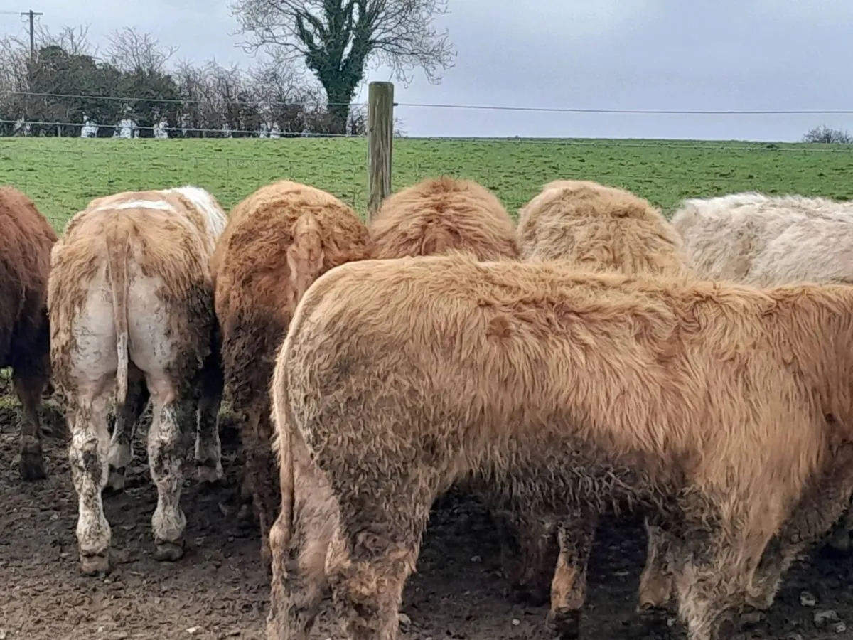 18 Smashing Charlaois bullocks - Image 4