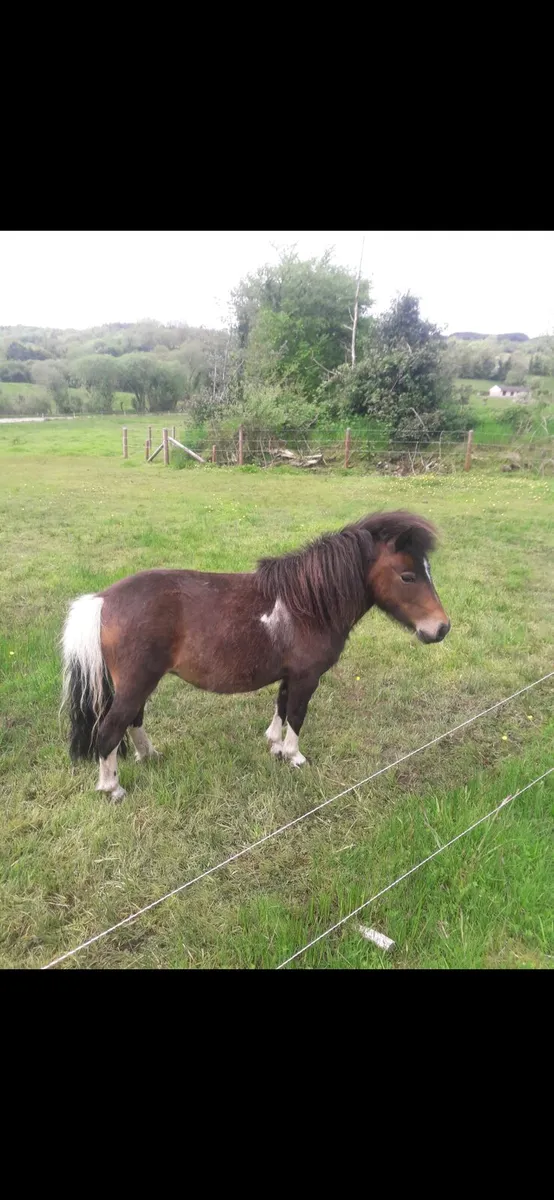 Miniature Falabella Mare infoal. - Image 1