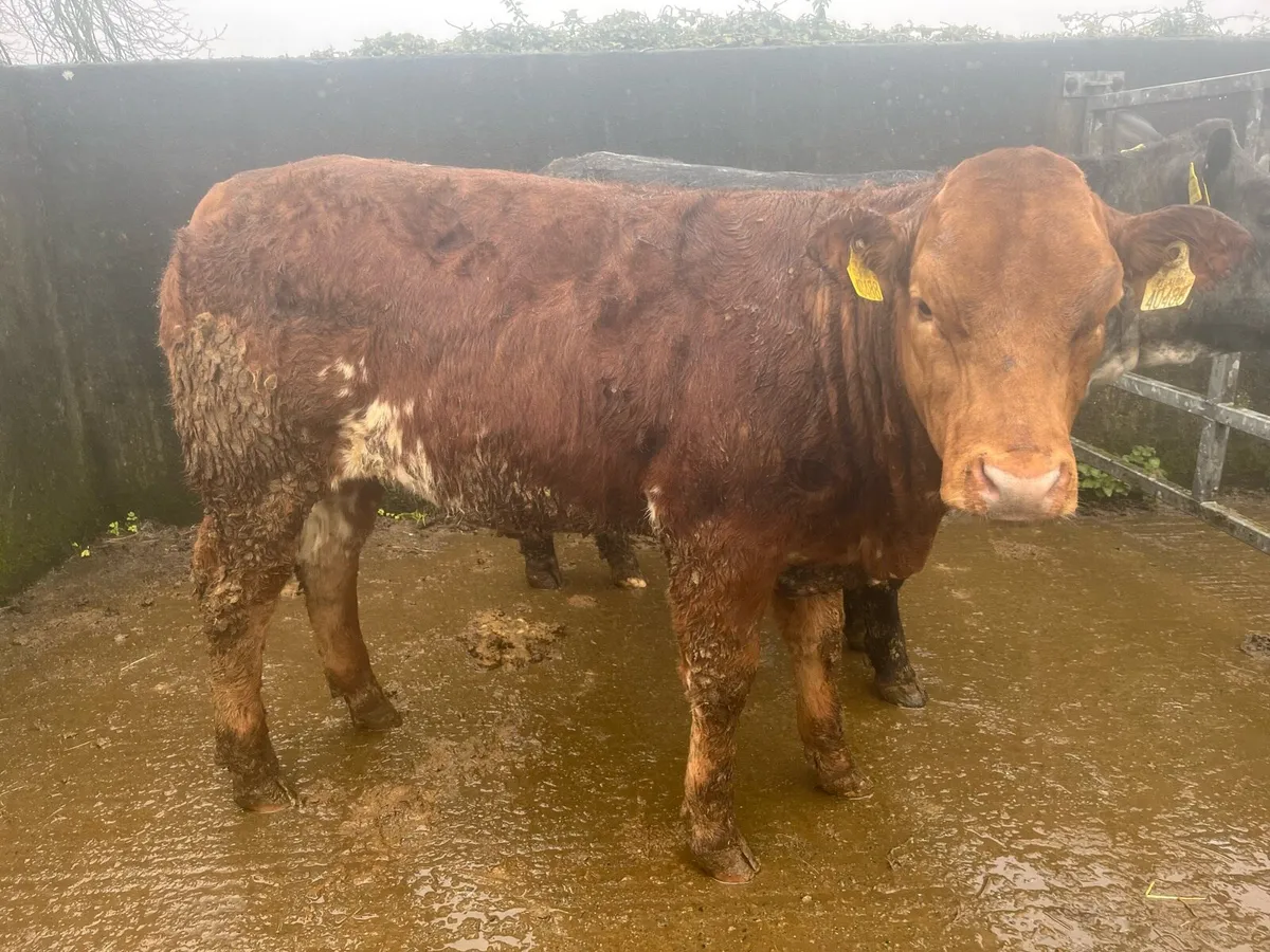 HEIFERS FOR ROSCOMMON MART 18th - Image 1
