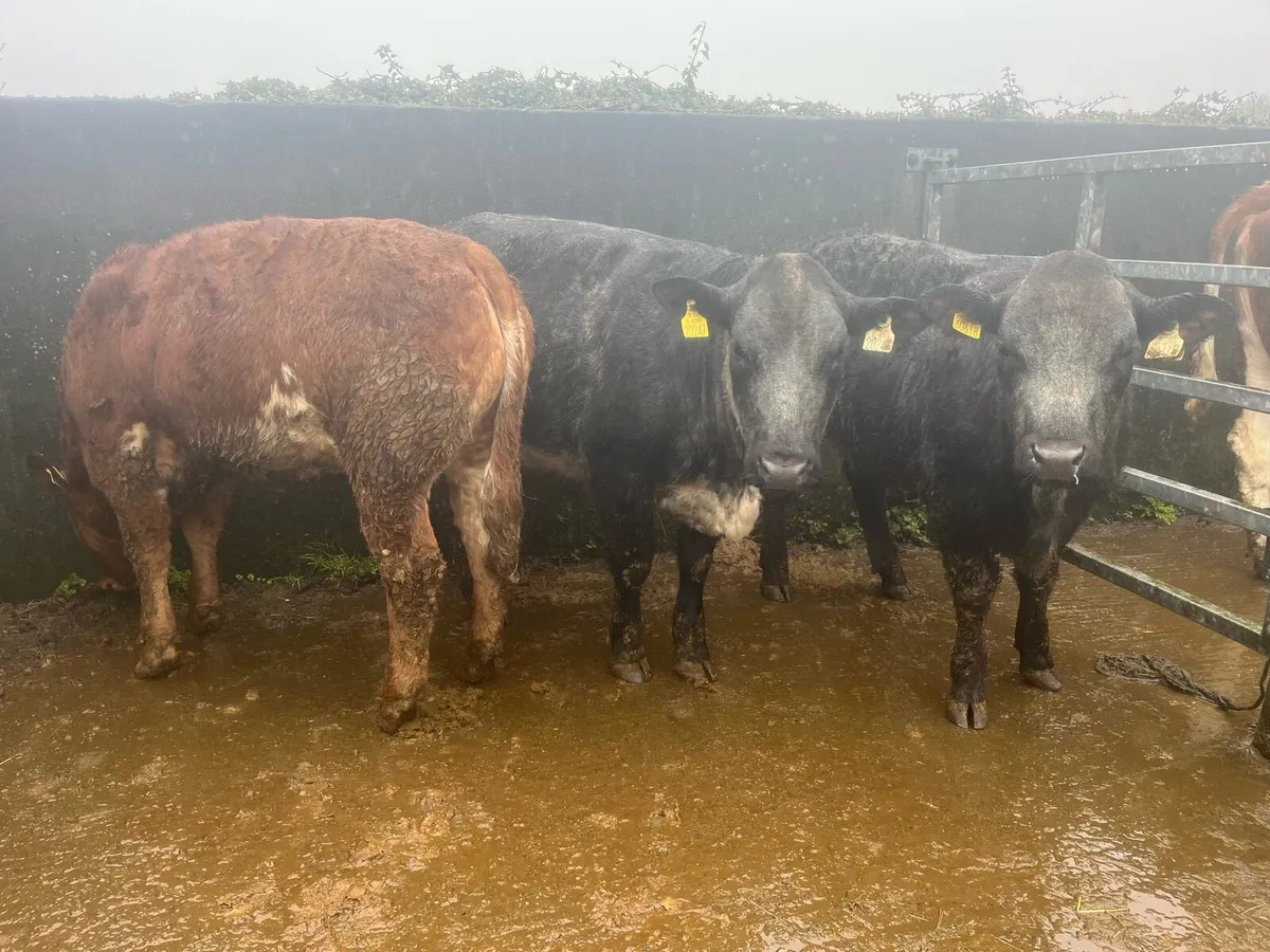 HEIFERS FOR ROSCOMMON MART 18th - Image 2