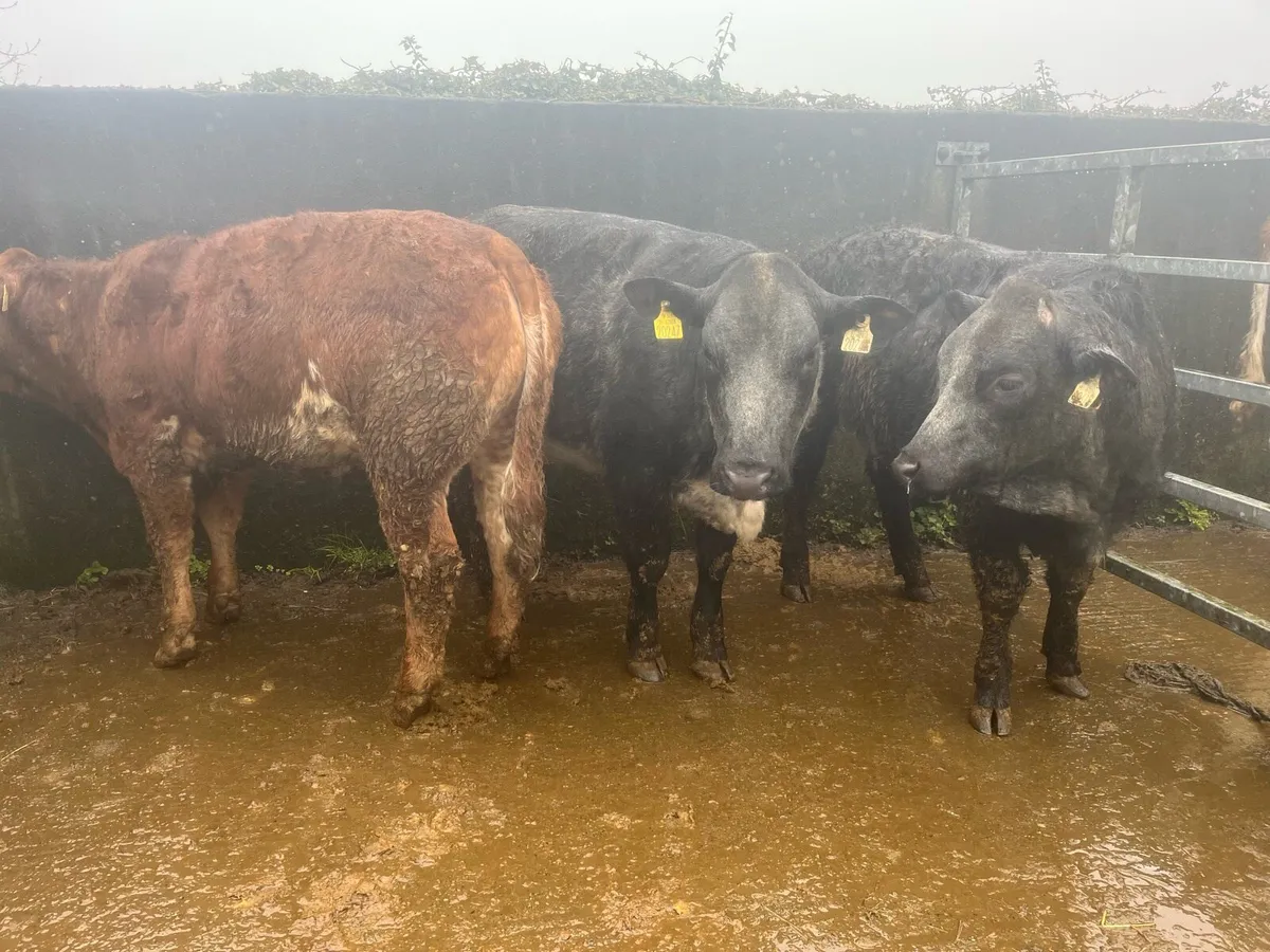 HEIFERS FOR ROSCOMMON MART 18th - Image 3