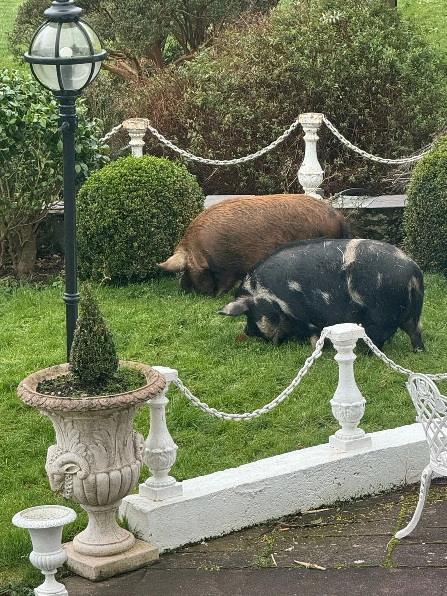 Three Lovely female Pet pigs for sale - Image 4