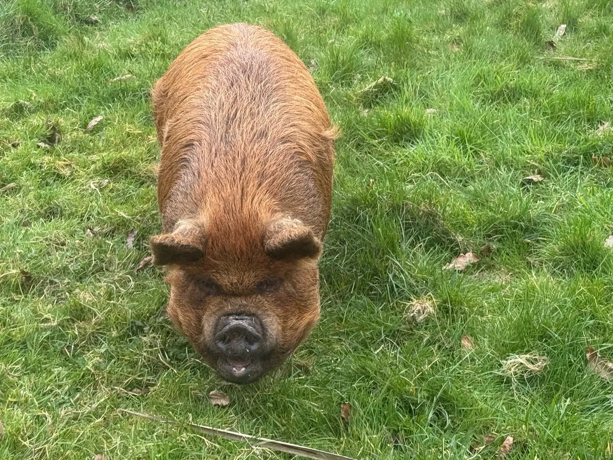 Three Lovely female Pet pigs for sale - Image 2