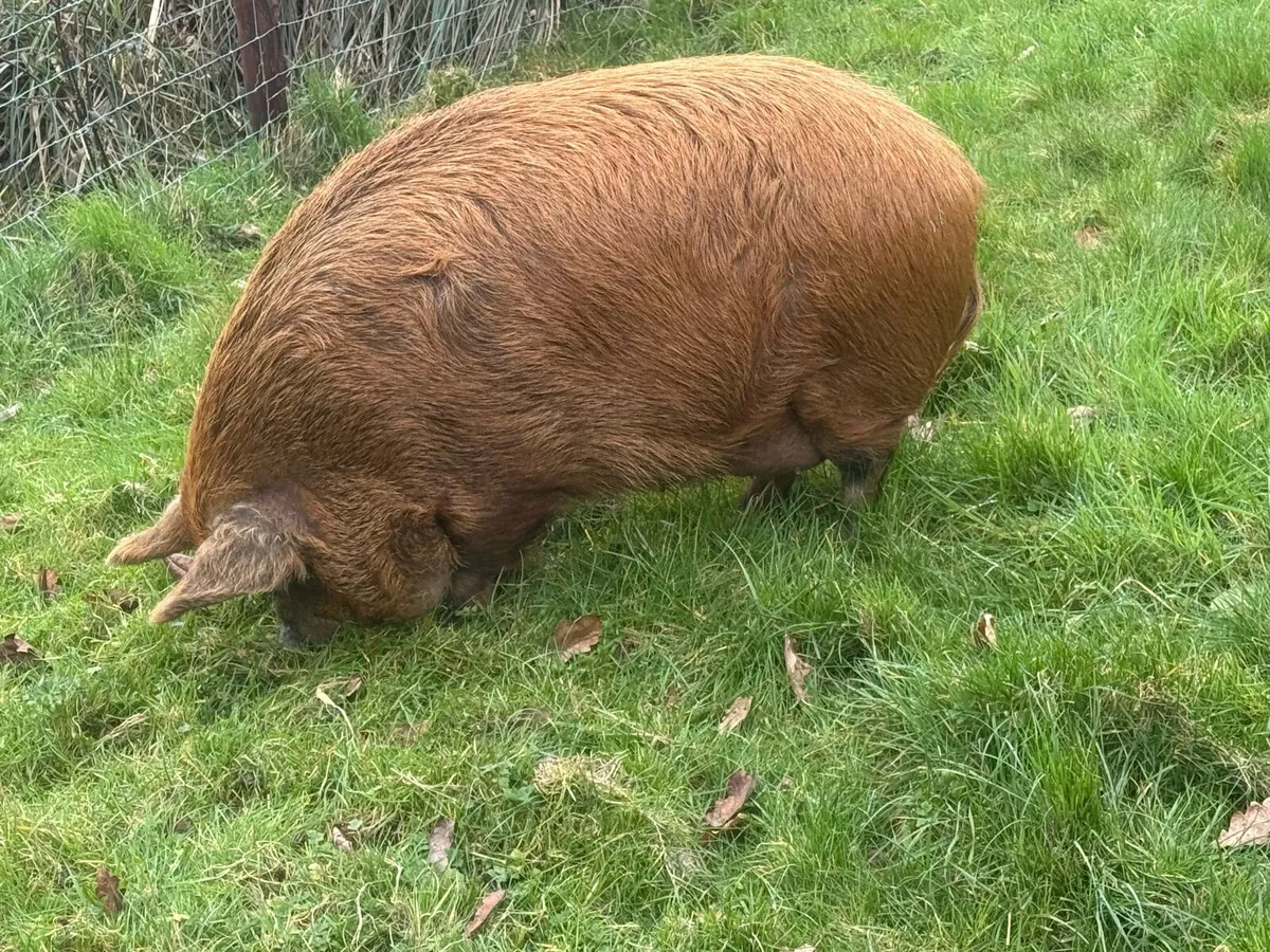 Three Lovely female Pet pigs for sale - Image 3
