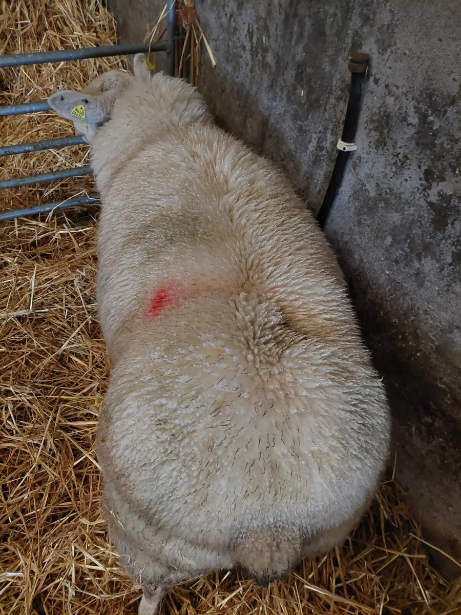 Texel Foster Ewe - Image 3