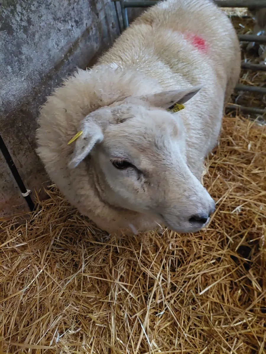 Texel Foster Ewe - Image 1