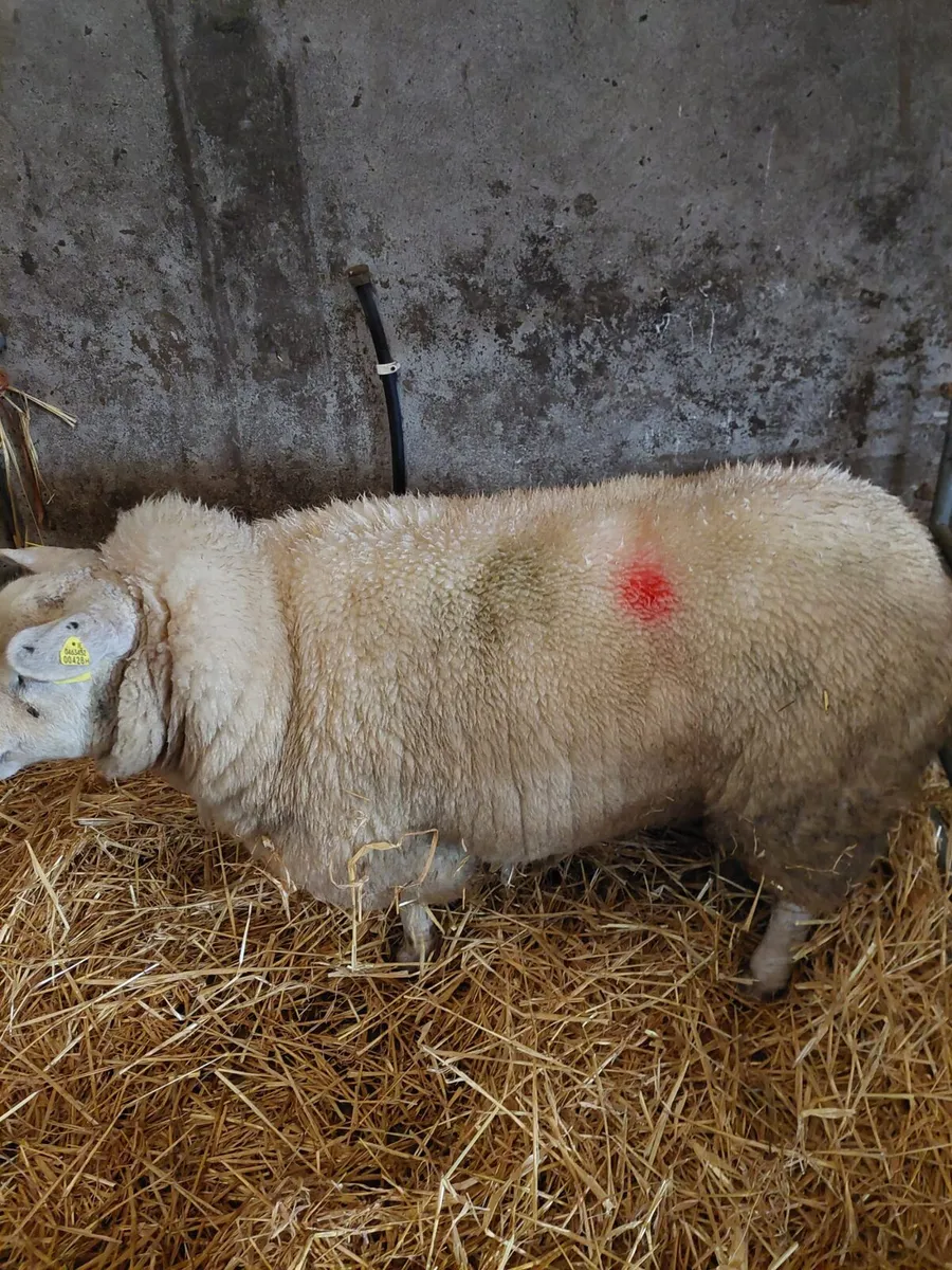 Texel Foster Ewe - Image 2