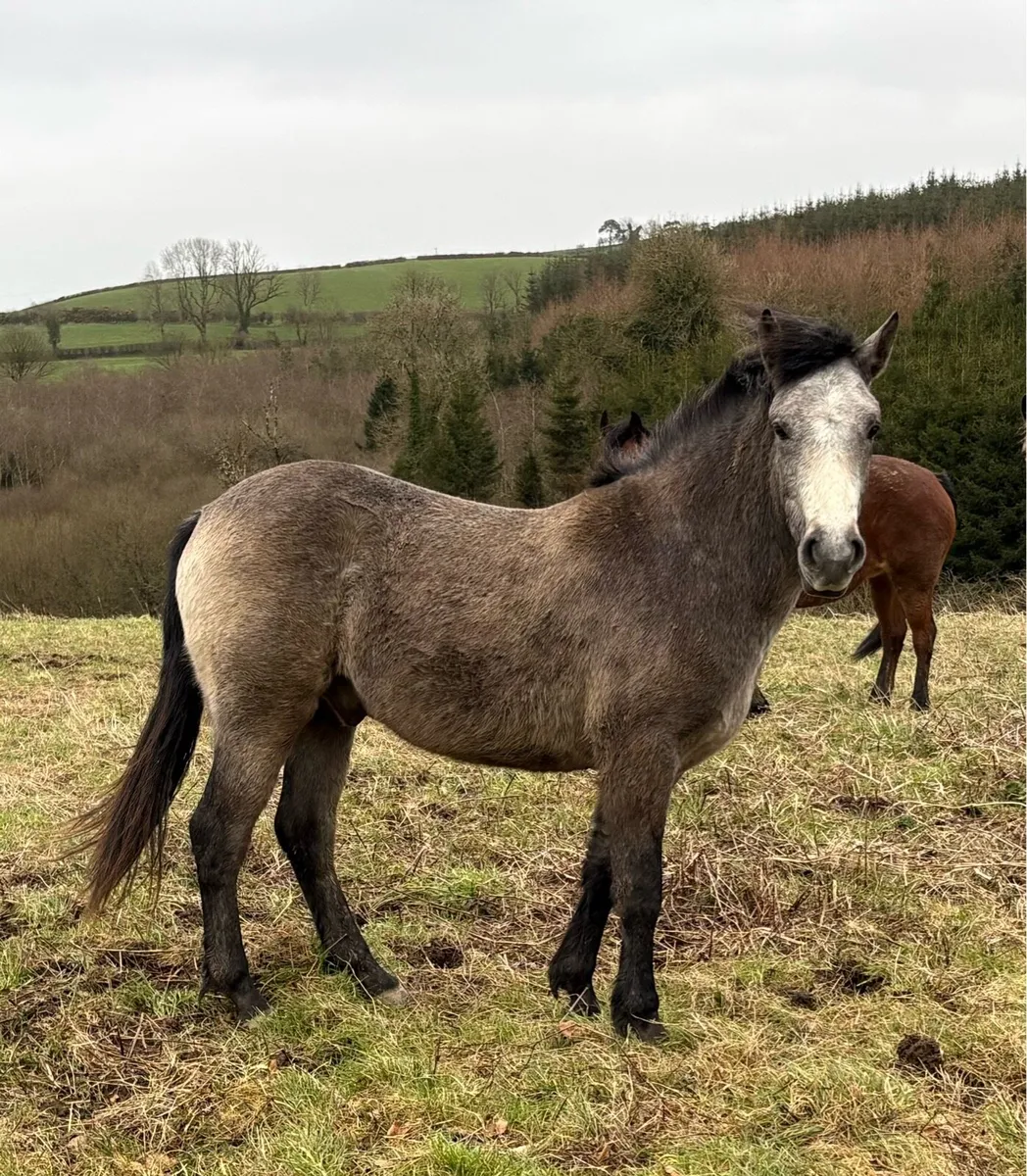 Connemara Gelding - Image 1