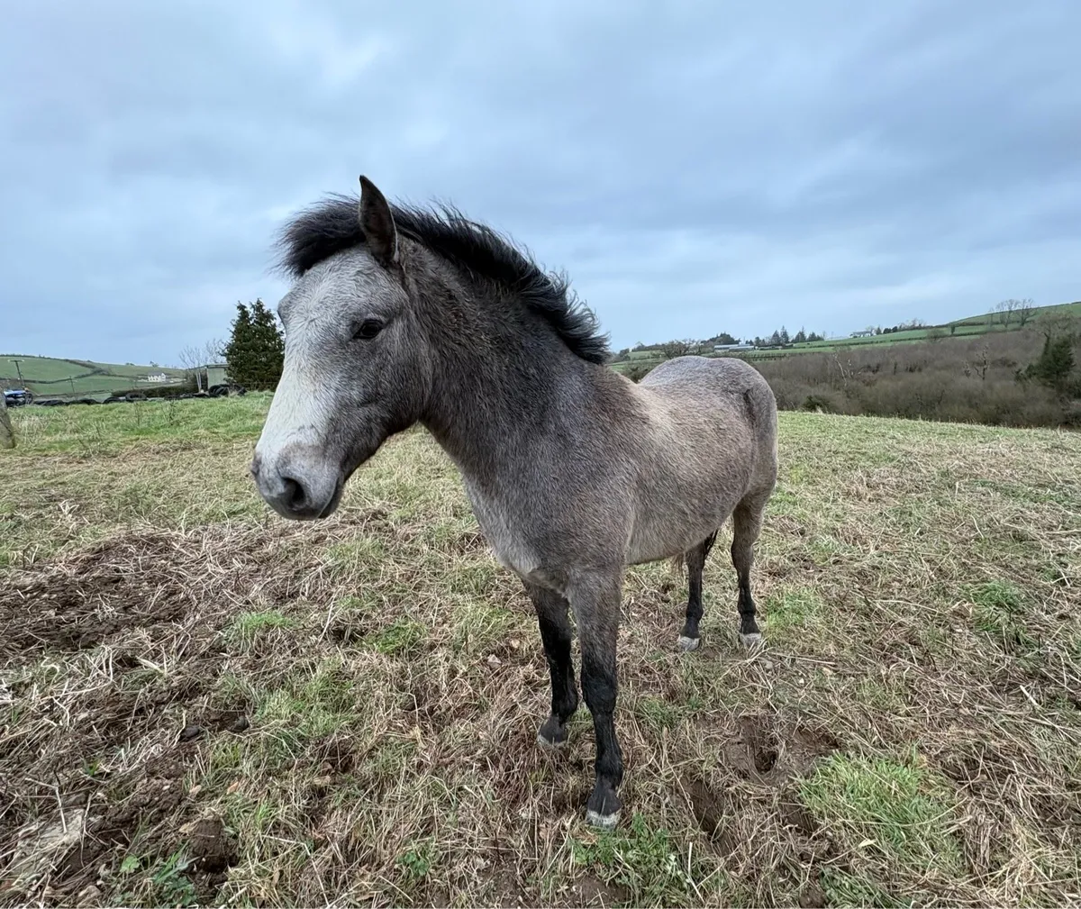 Connemara Gelding - Image 2