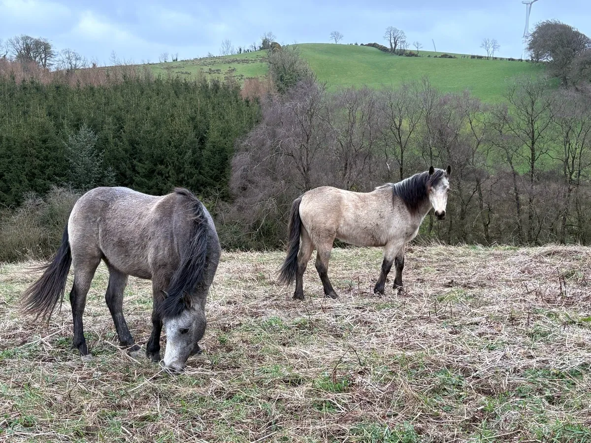Connemara Gelding - Image 3
