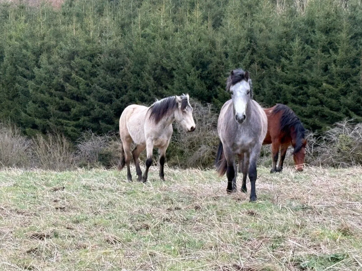 Connemara Gelding - Image 4