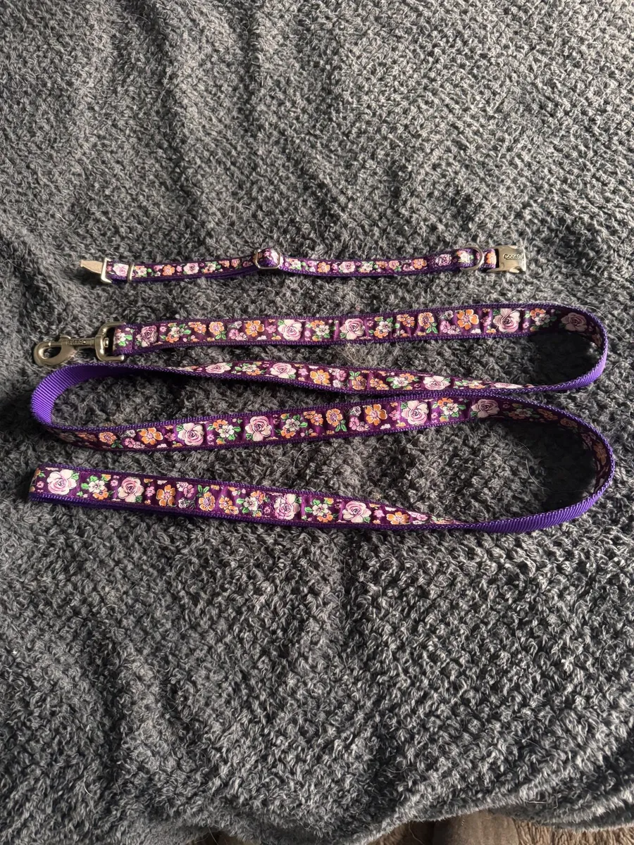 Dog beds, bowls, collar and lead - Image 3