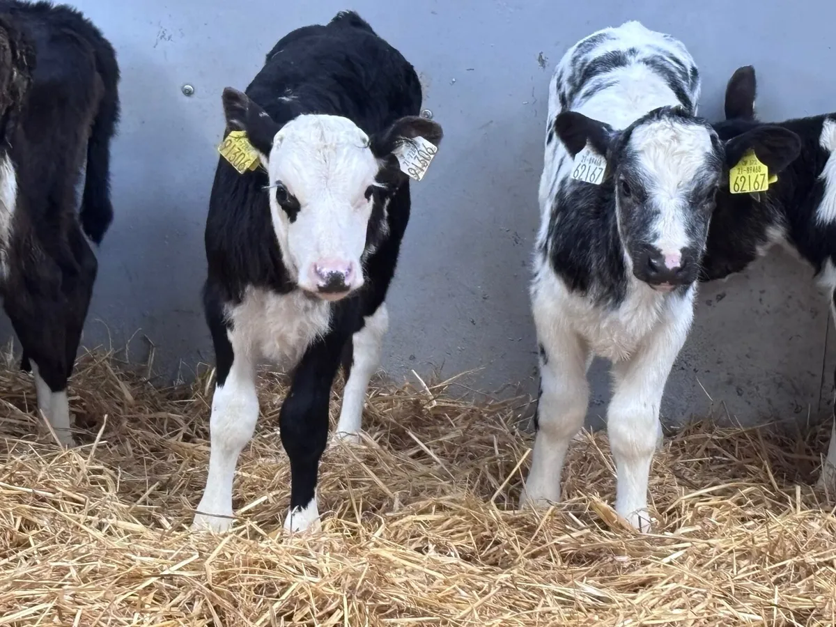 28 top quality calves for sale - Image 4