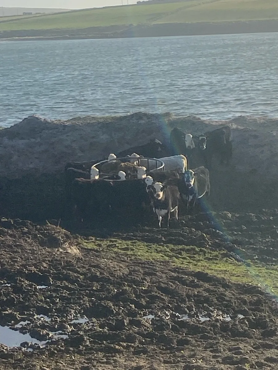 🌟17 super Hereford heifers outliers🌟 - Image 1