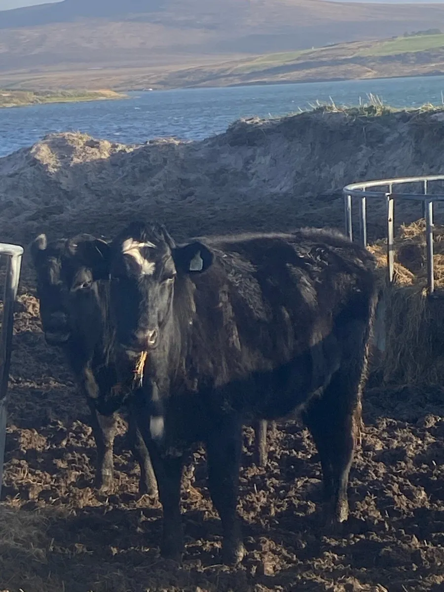 🌟17 super Hereford heifers outliers🌟 - Image 2