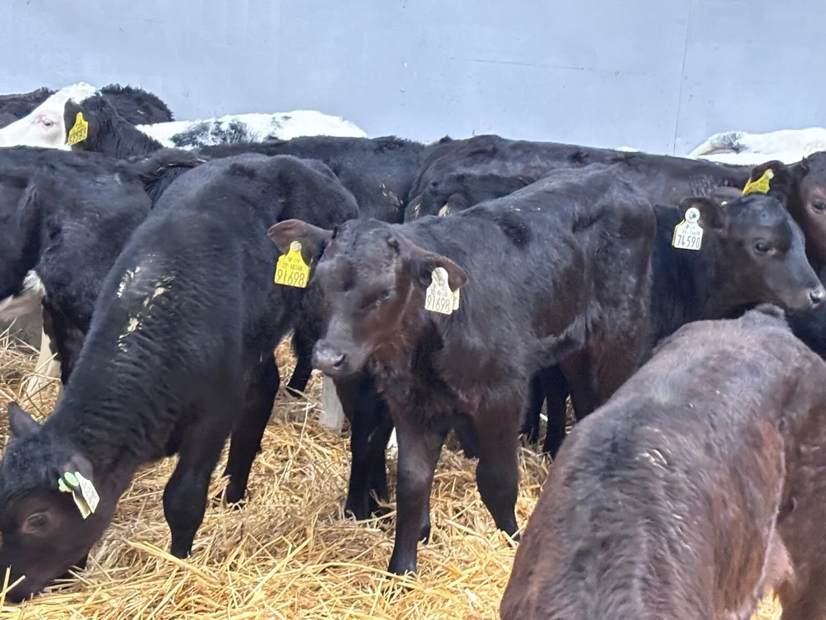 28 top quality calves for sale - Image 3