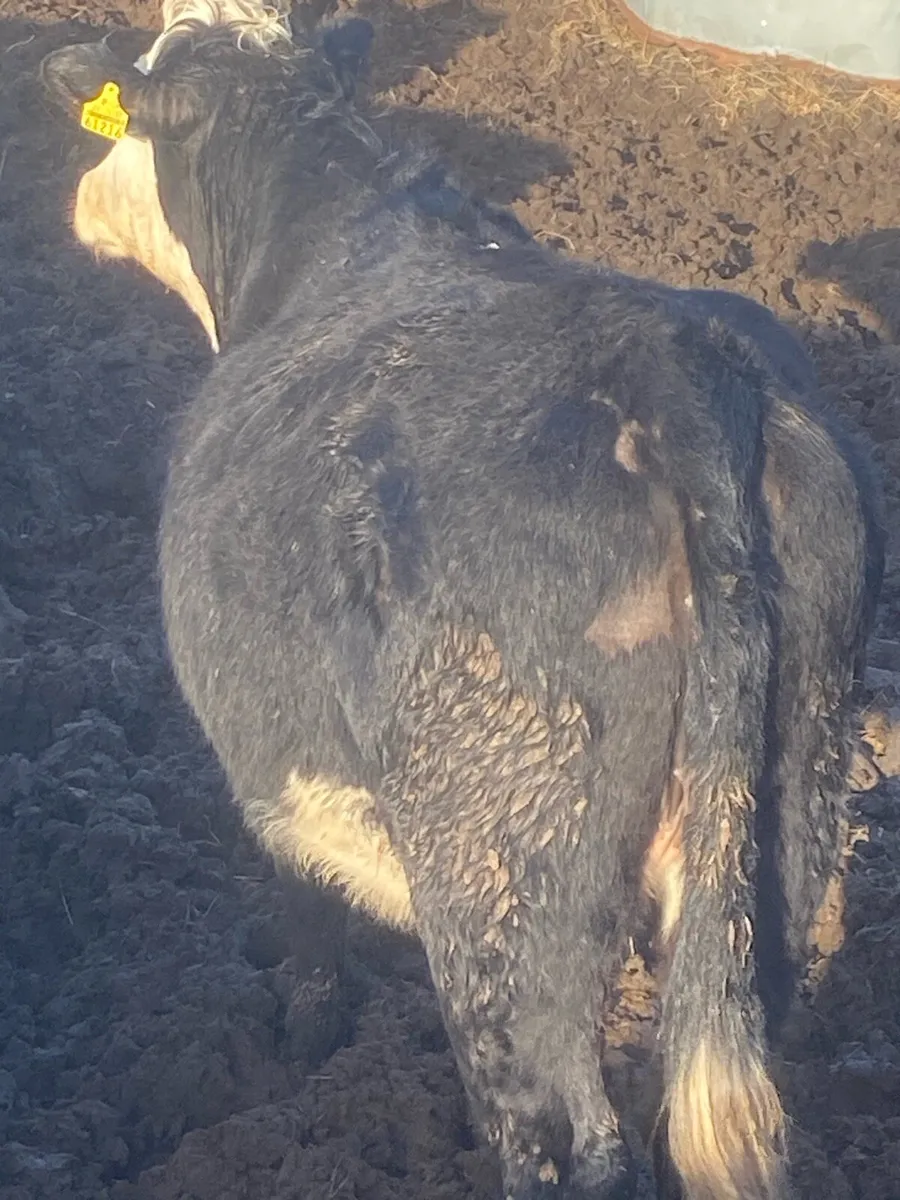 🌟17 super Hereford heifers outliers🌟 - Image 3