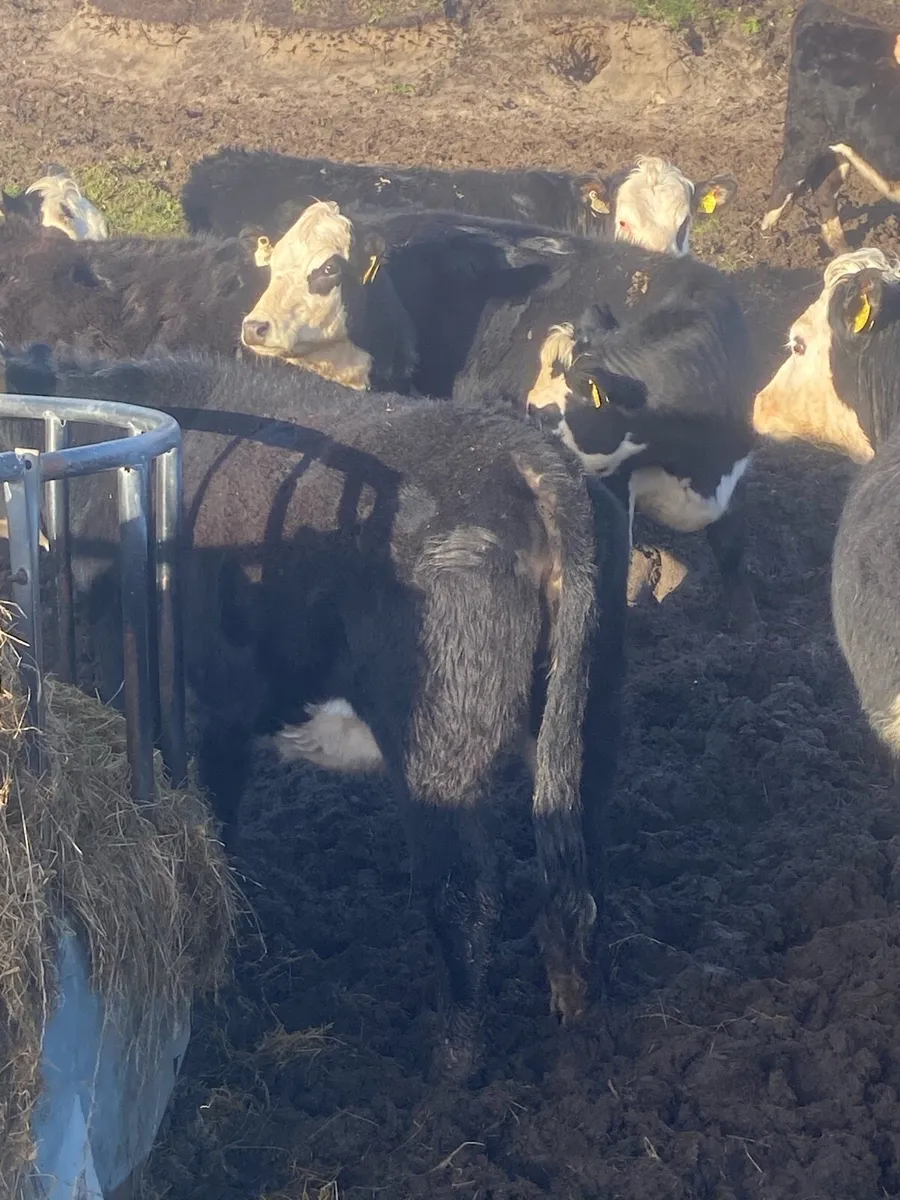 🌟17 super Hereford heifers outliers🌟 - Image 4