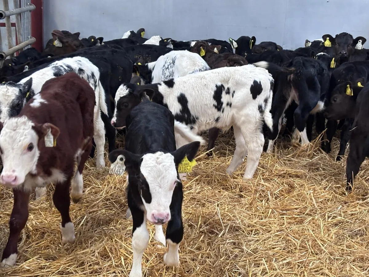 28 top quality calves for sale - Image 2