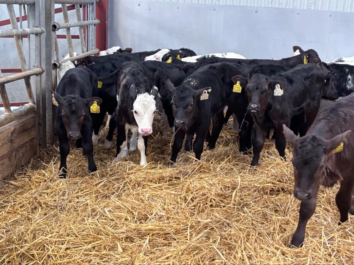 28 top quality calves for sale - Image 1