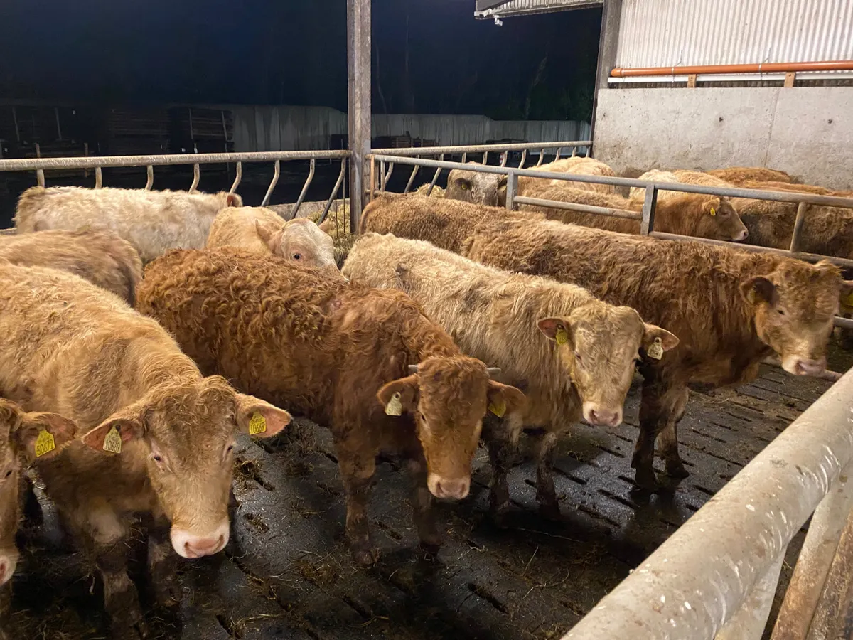 Fresh in • 30 Rough Charolais Bullocks • - Image 4