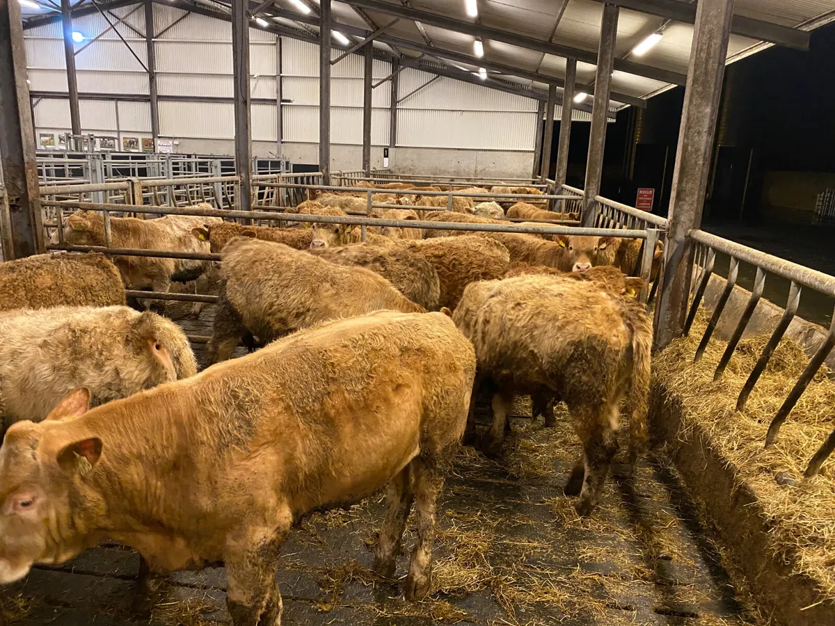 Fresh in • 30 Charolais Bullocks • - Image 1