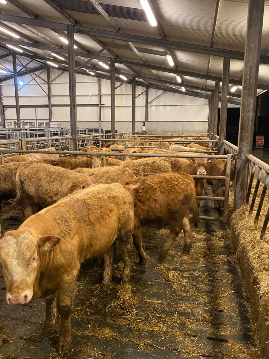 Fresh in • 30 Rough Charolais Bullocks • - Image 1