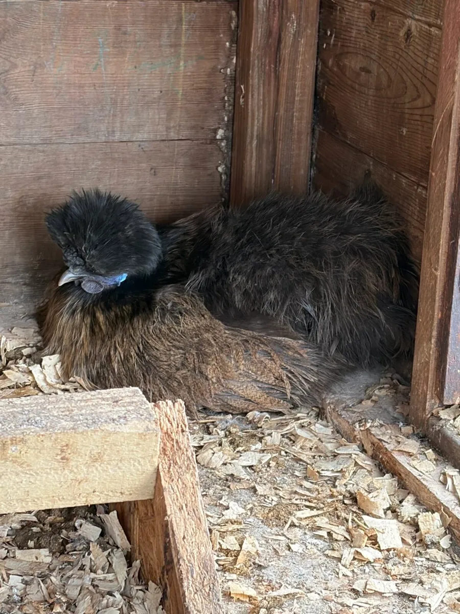 Silkie Hens/Chicks/Rooster - Image 2