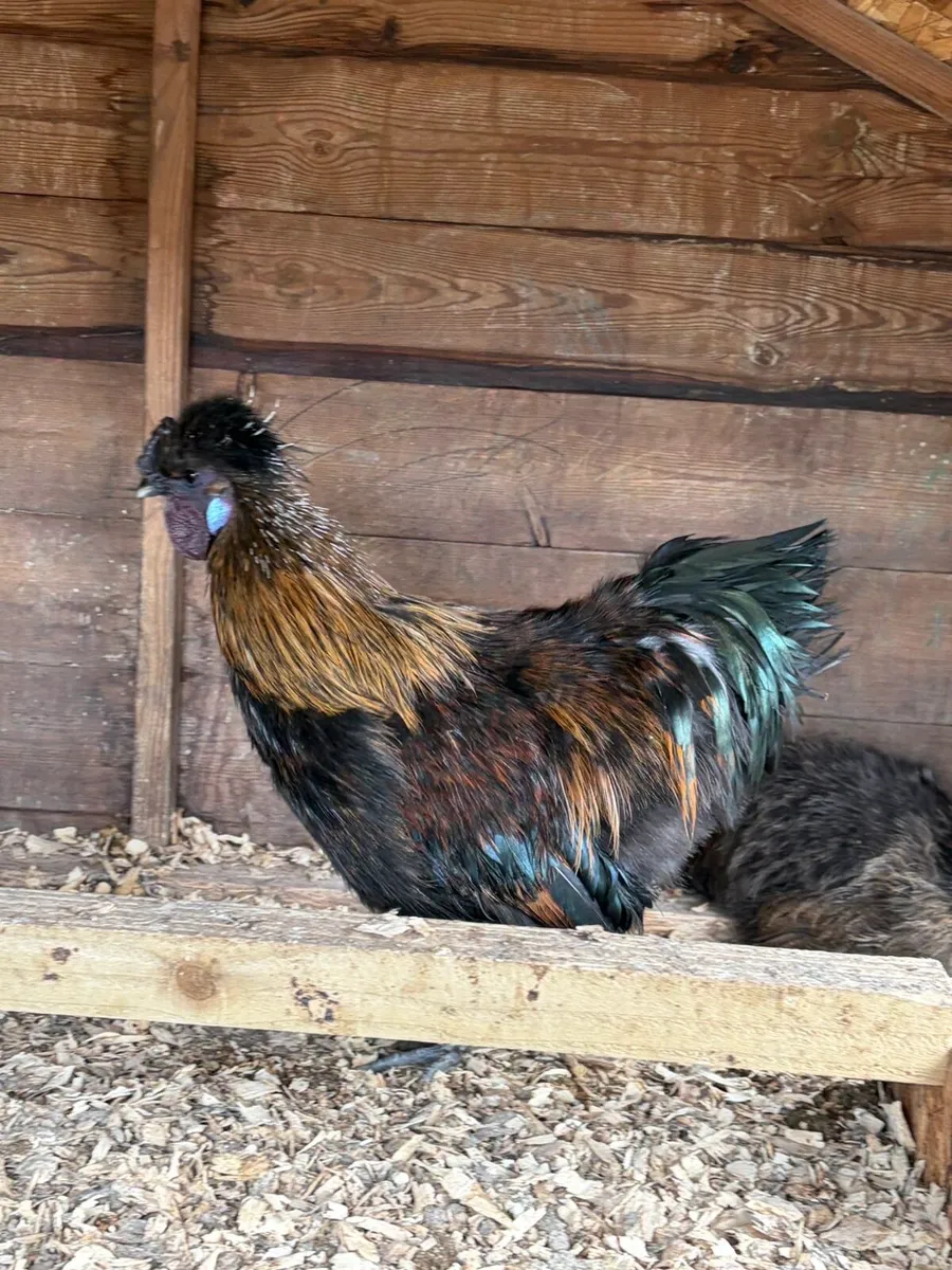 Silkie Hens/Chicks/Rooster - Image 4