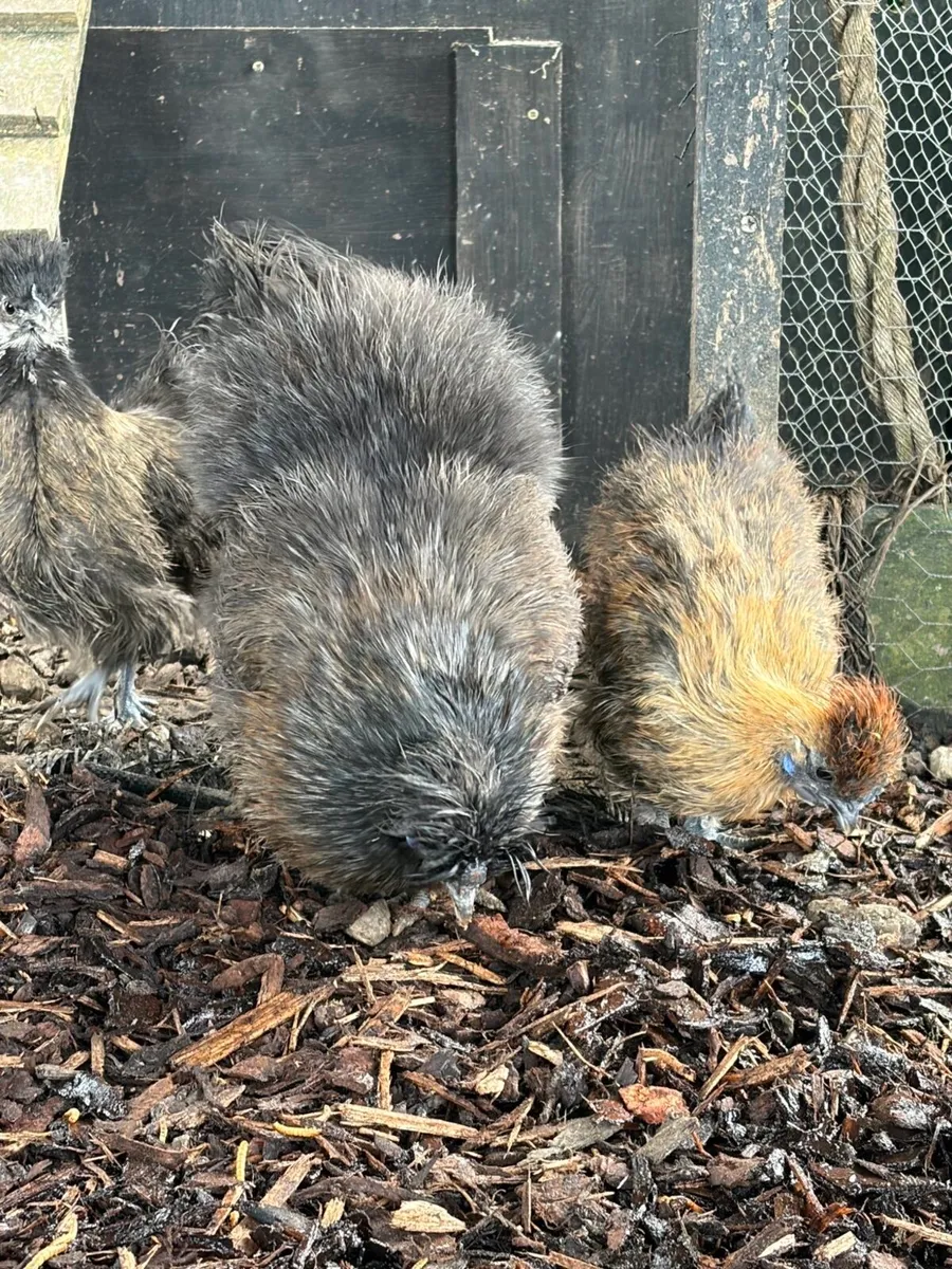 Silkie Hens/Chicks/Rooster - Image 1