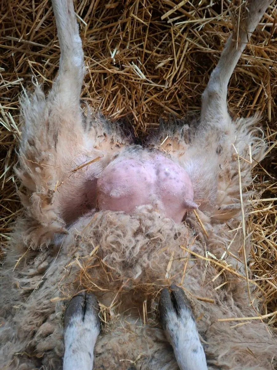 Foster ewe - Image 2