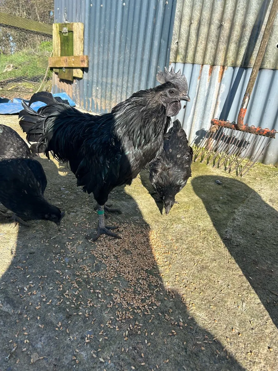 Ayam Cemani - Image 1