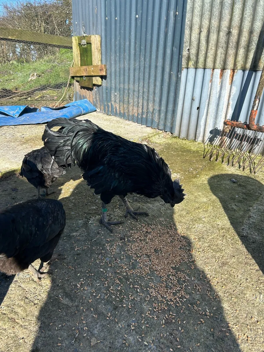 Ayam Cemani - Image 2