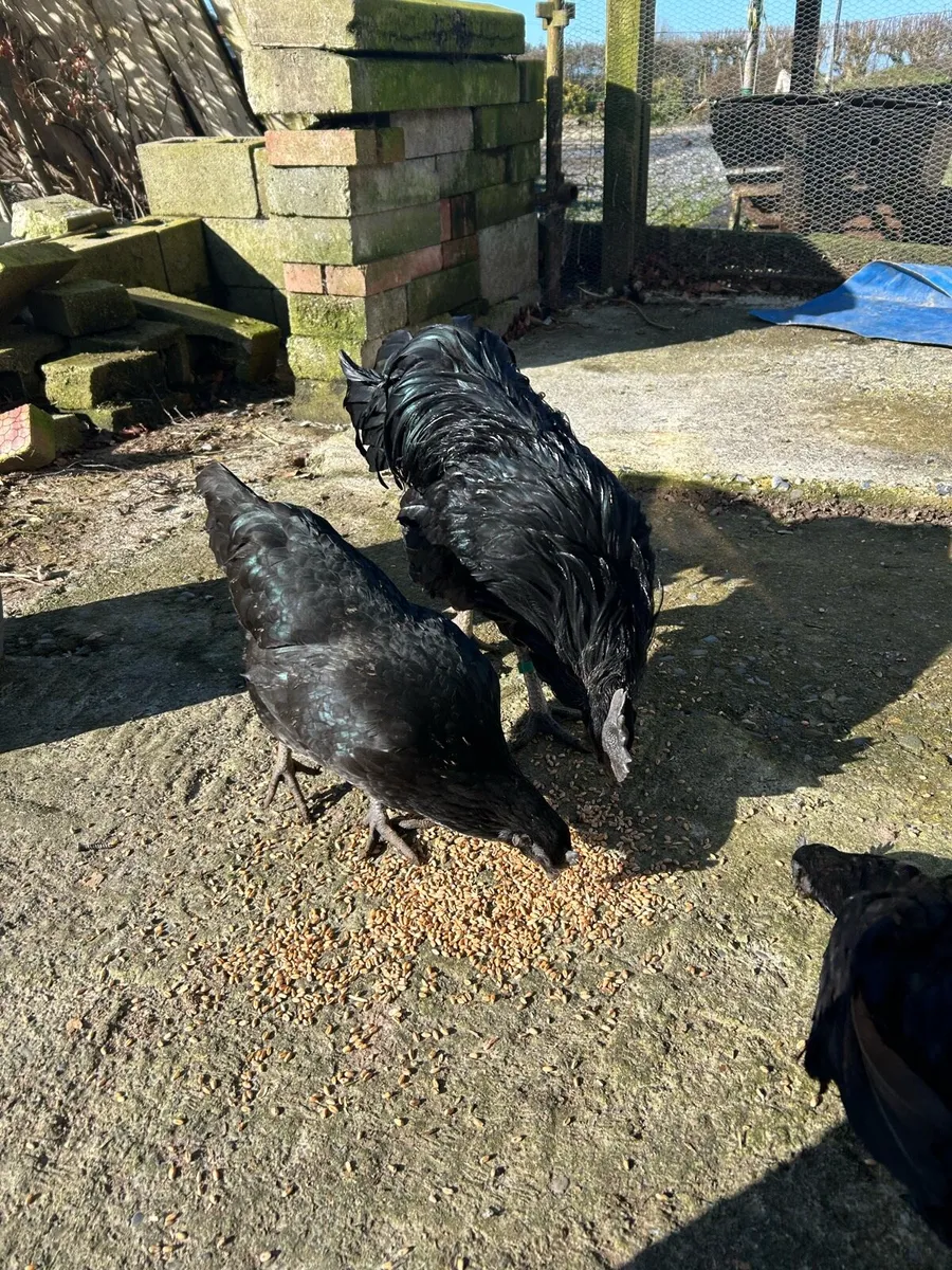 Ayam Cemani - Image 3