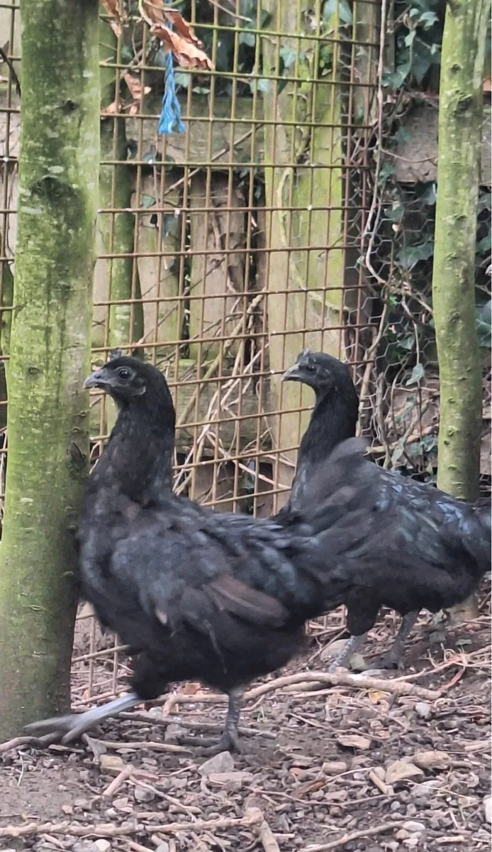 Ayam Cemani - Image 4