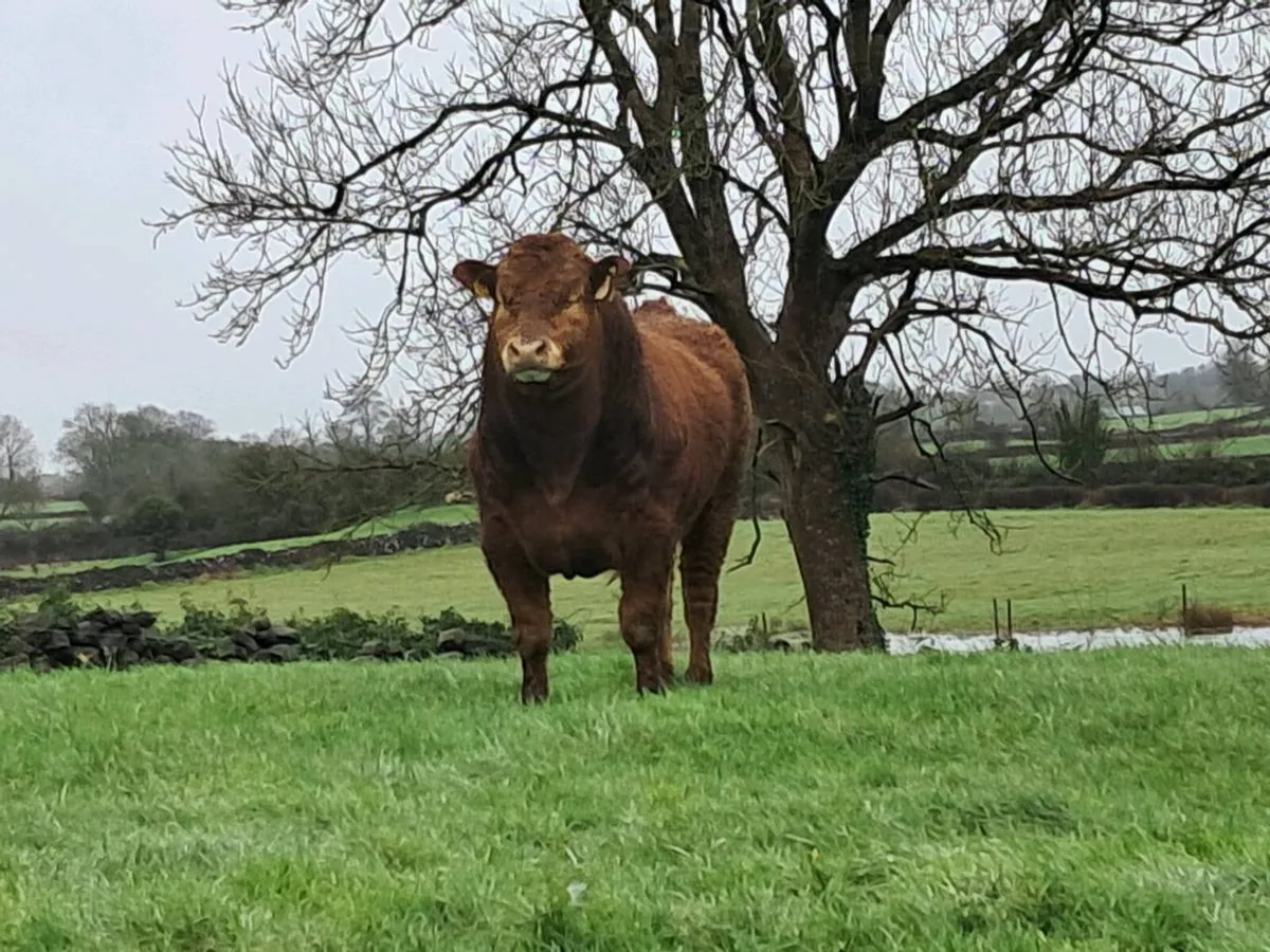 2 Pedigree Limousin Bulls for Sale - Image 2