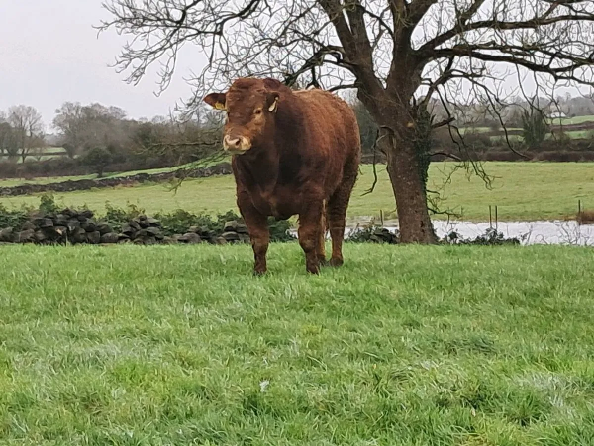 2 Pedigree Limousin Bulls for Sale - Image 1