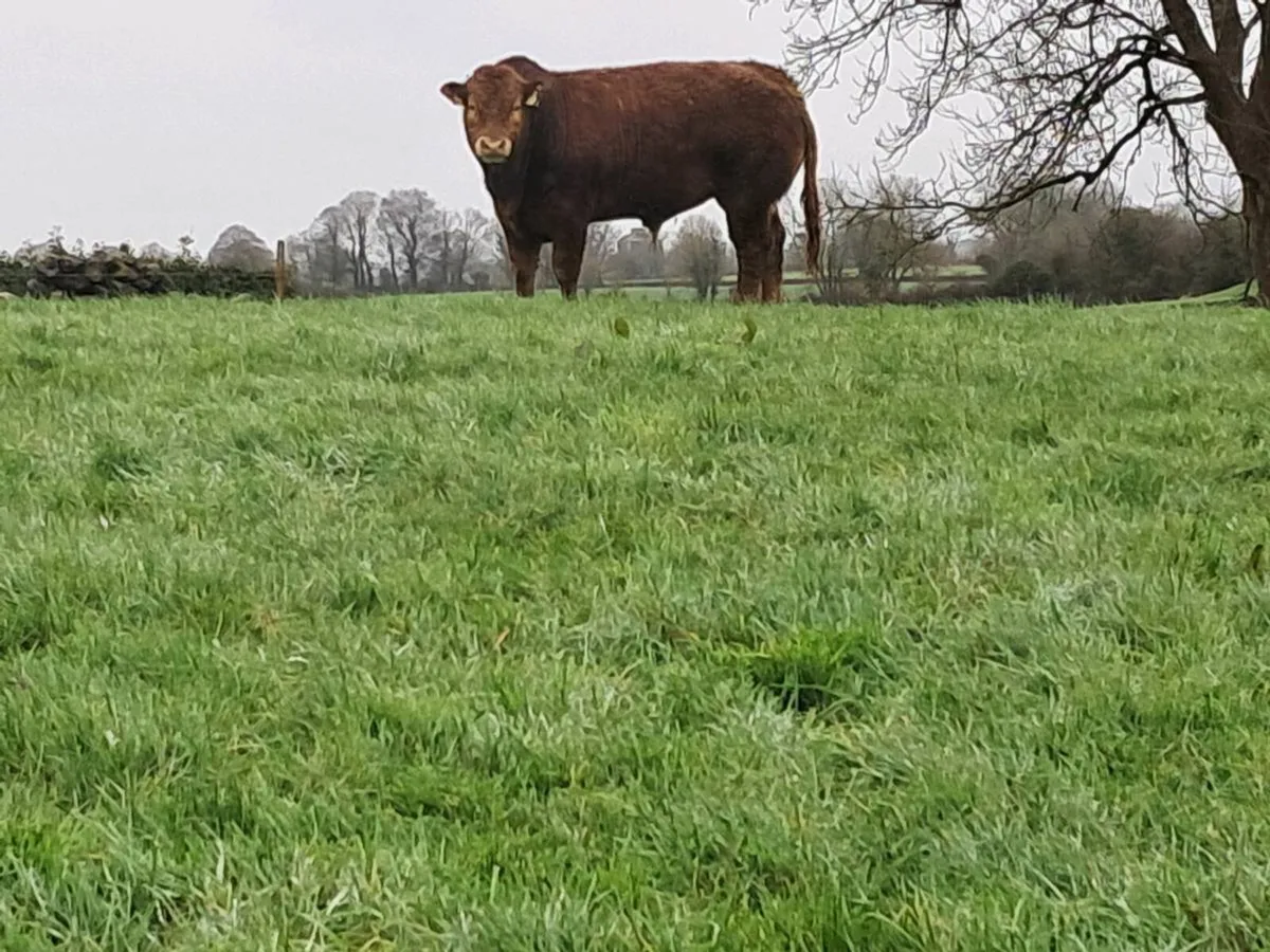 2 Pedigree Limousin Bulls for Sale - Image 3