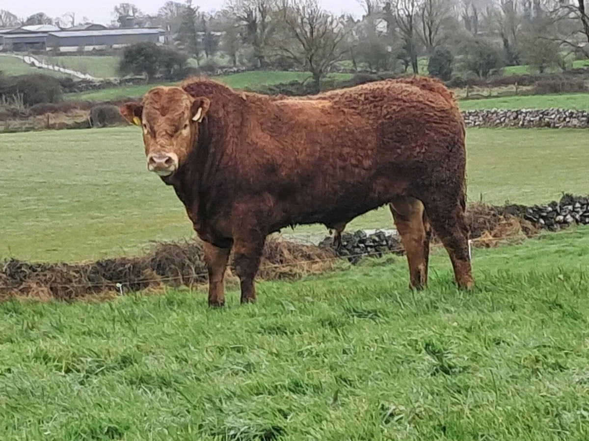 2 Pedigree Limousin Bulls for Sale - Image 4