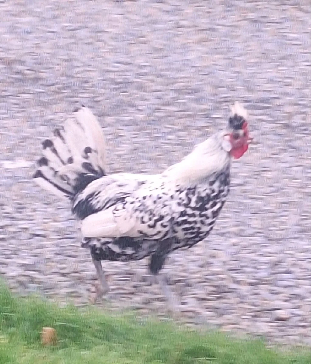 Appenzeller silver spangled roosters . - Image 3