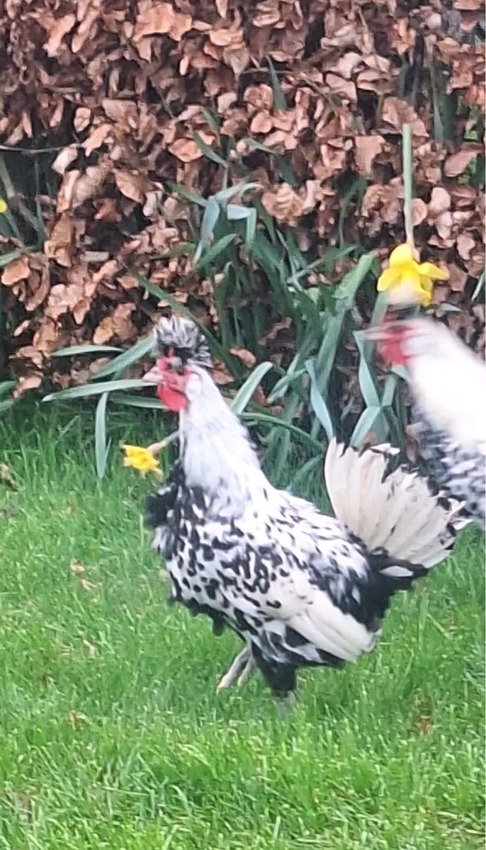 Appenzeller silver spangled roosters . - Image 4