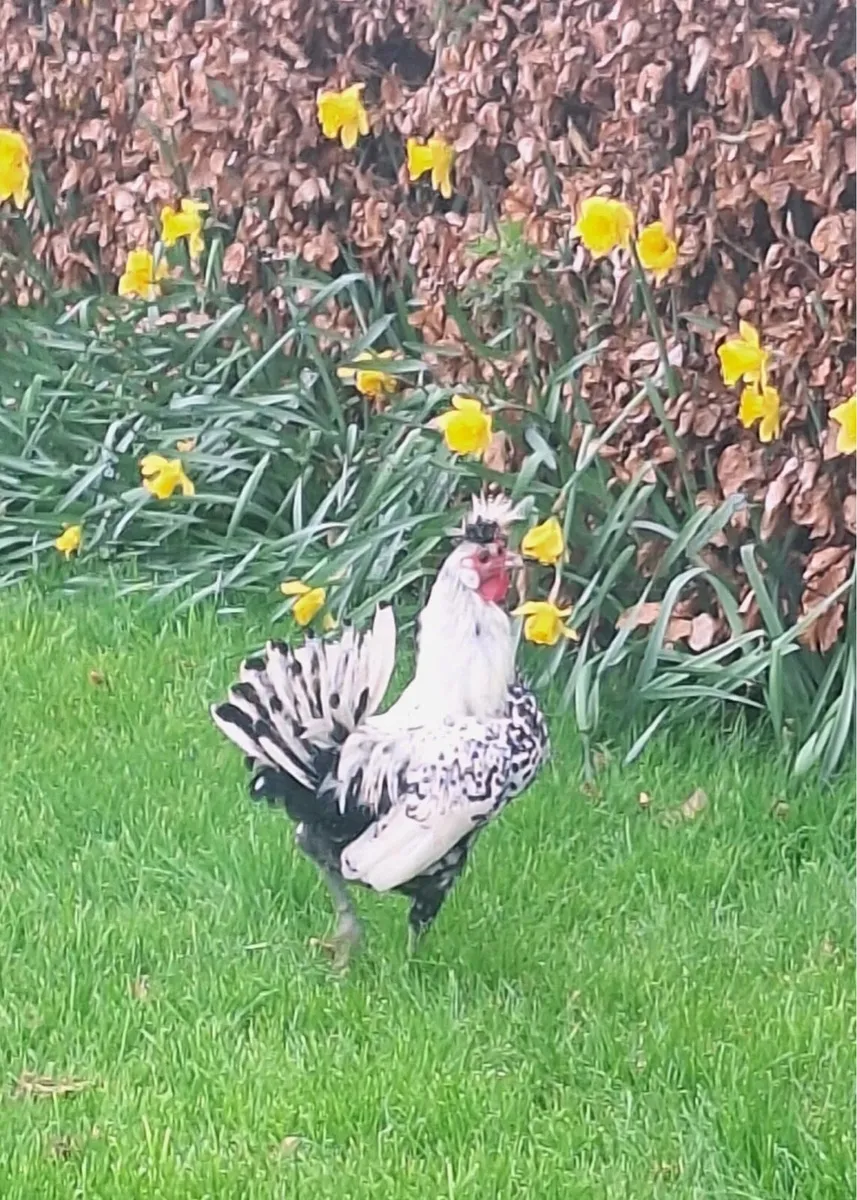 Appenzeller silver spangled roosters . - Image 1