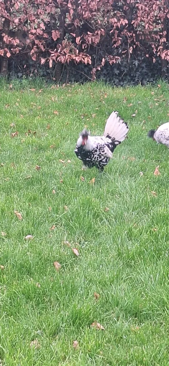 Appenzeller silver spangled roosters . - Image 2