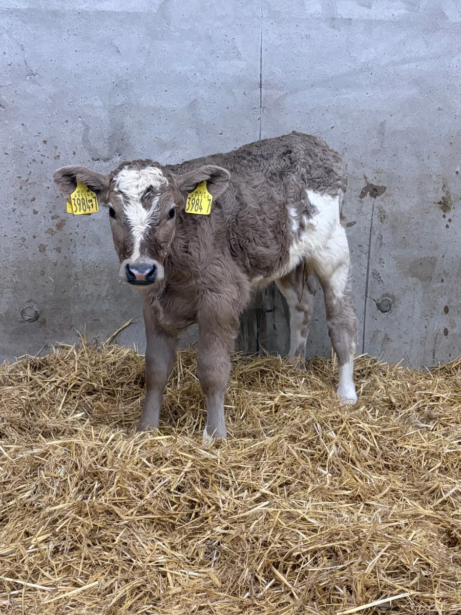 6 Belgian Blue & Charolais Heifer Calves - Image 1