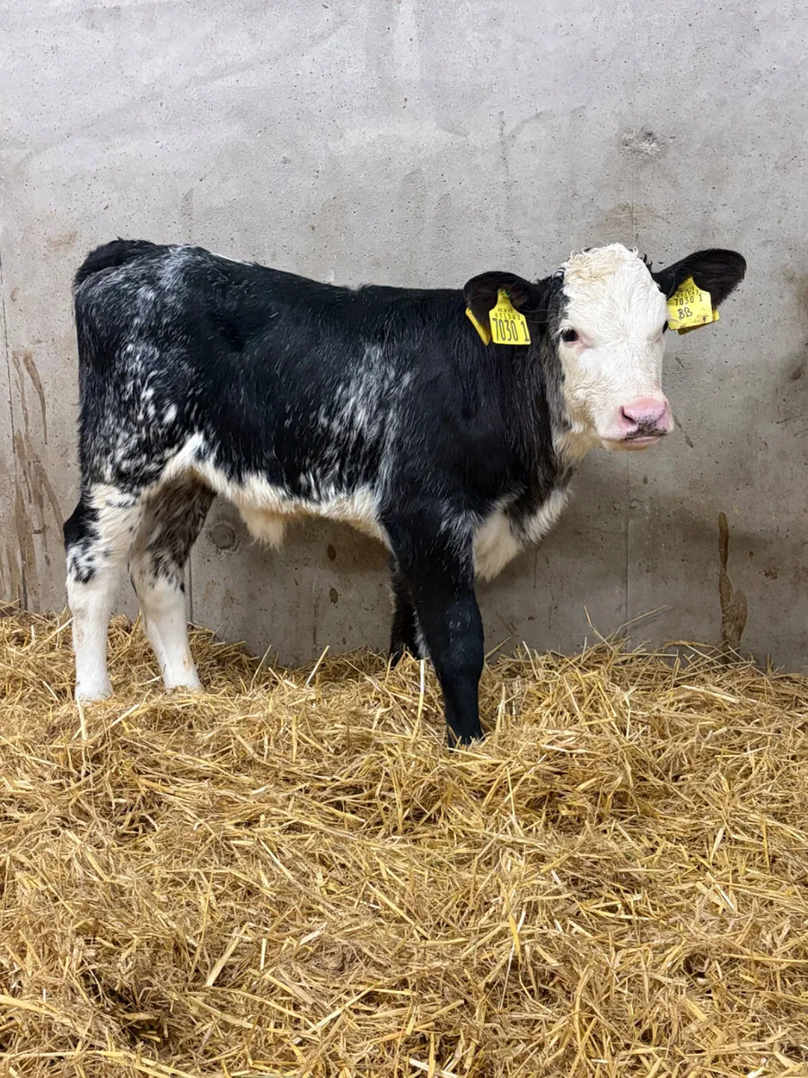 6 Belgian Blue & Charolais Heifer Calves - Image 4
