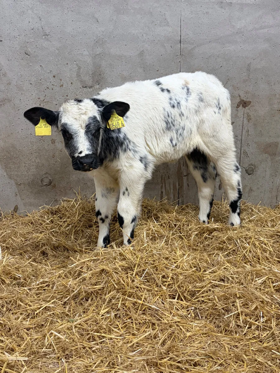 6 Belgian Blue & Charolais Heifer Calves - Image 3